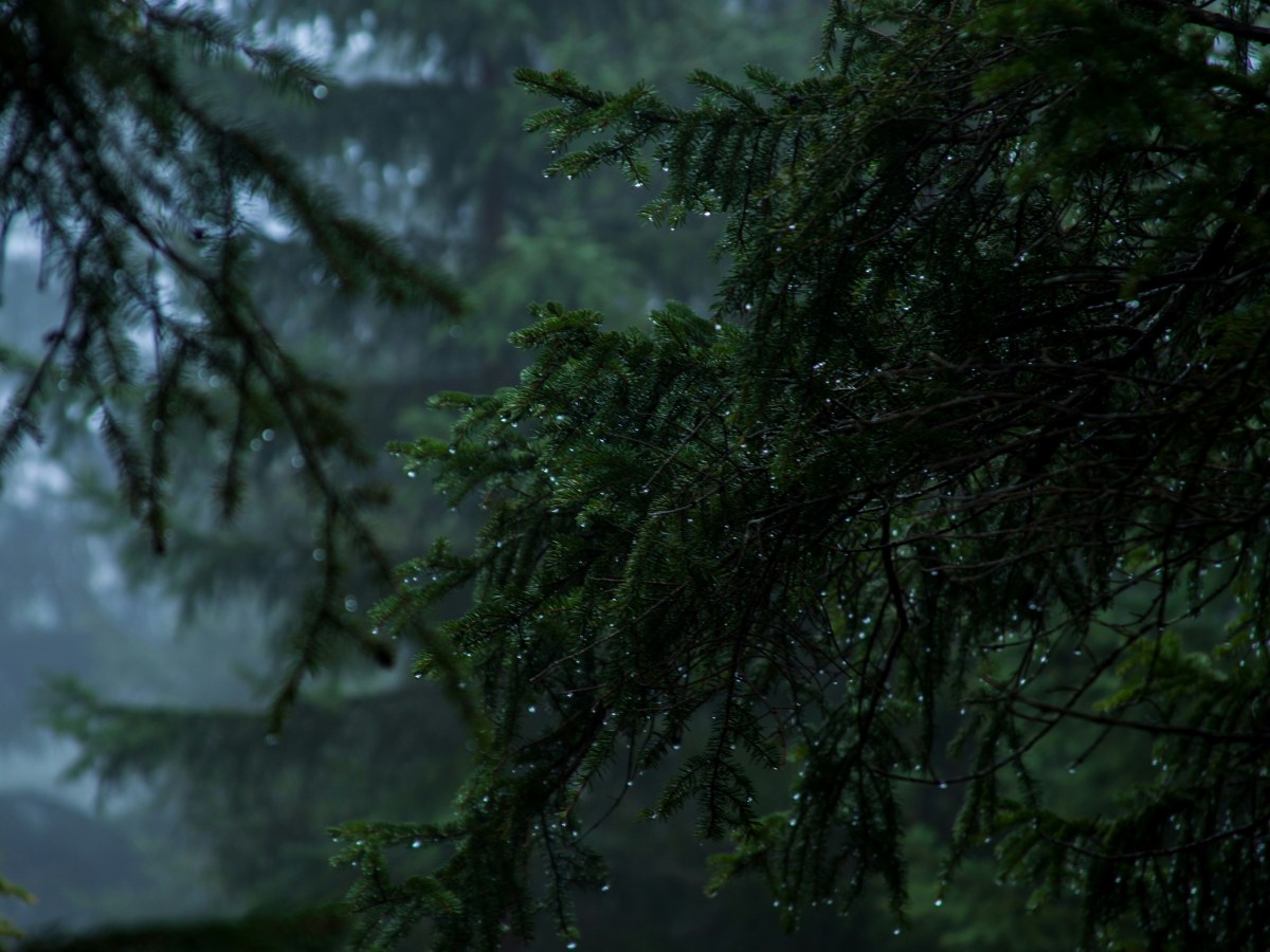 Announcing the “Writing Without Distractions” Video Series: Starting with Rain